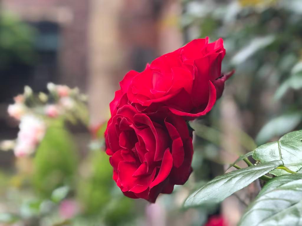 Roses in Queens' College 2018