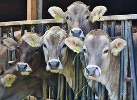 4 Cows Behind Black Metal Rails