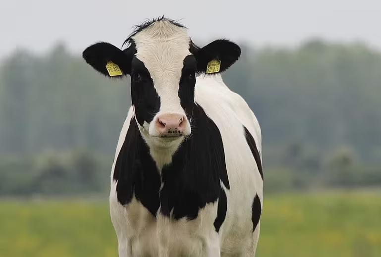 Dairy cow at a farm