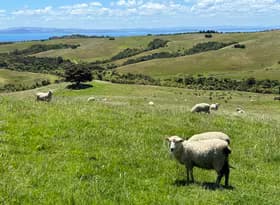 Sheep in Auckland 2022