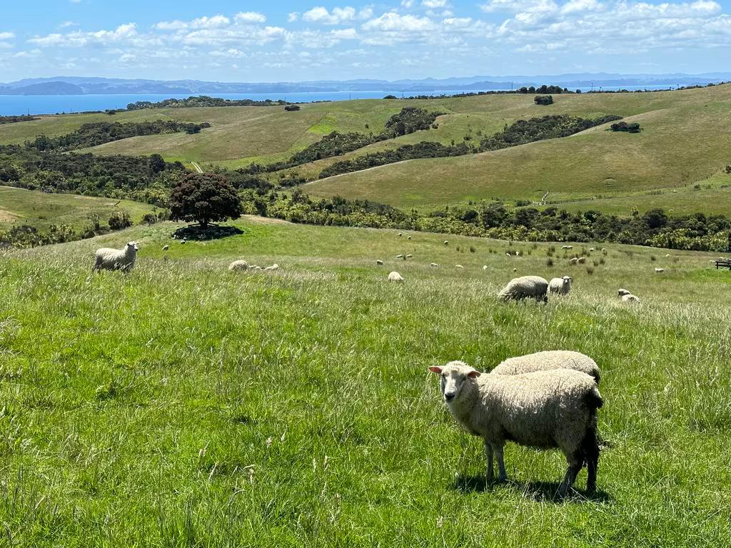 Sheep in Auckland 2022