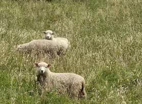 Sheep in Tolaga Bay