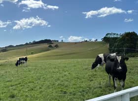 Wairarapa Farm Cow