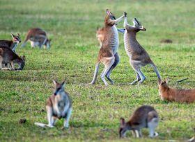 Kangaroos on grass field